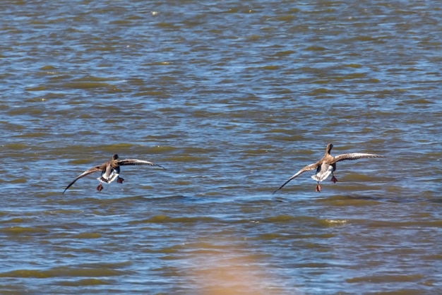 Coppia Flying Greylag Goose, (Anser anser)