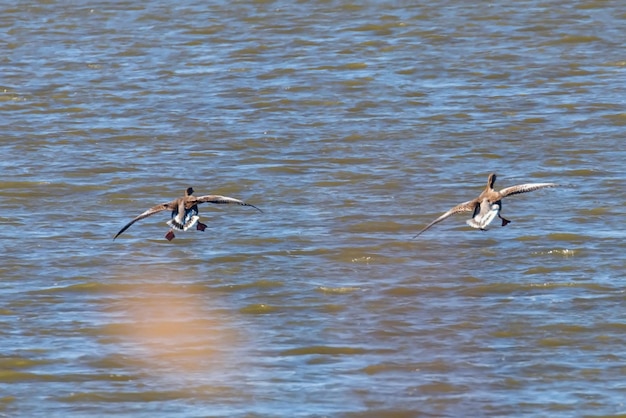 Coppia Flying Greylag Goose, (Anser anser)