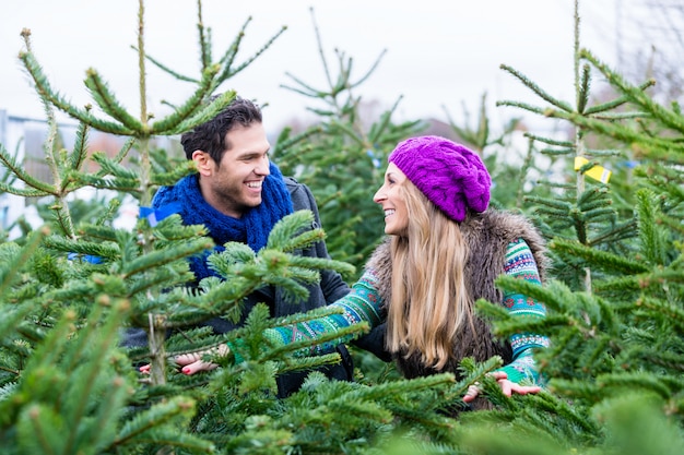 Coppia in cerca di comprare alberi di Natale