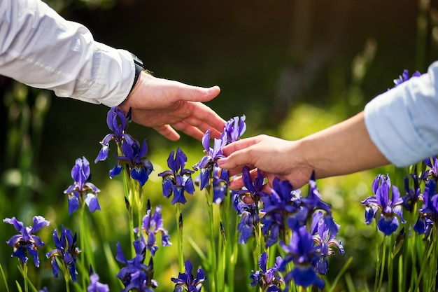 Coppia innamorata mani che toccano iris flowerBlue iris flower nel giardino blossomcouple mani che tengono un'iride blu su uno sfondo verde sfocato primo piano