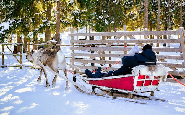 Coppia sulla slitta delle renne in Finlandia a Rovaniemi presso la fattoria della Lapponia. Famiglia di persone sulla slitta di Natale al safari invernale in slitta con neve al polo nord artico finlandese. Divertiti con gli animali della Norvegia Sami