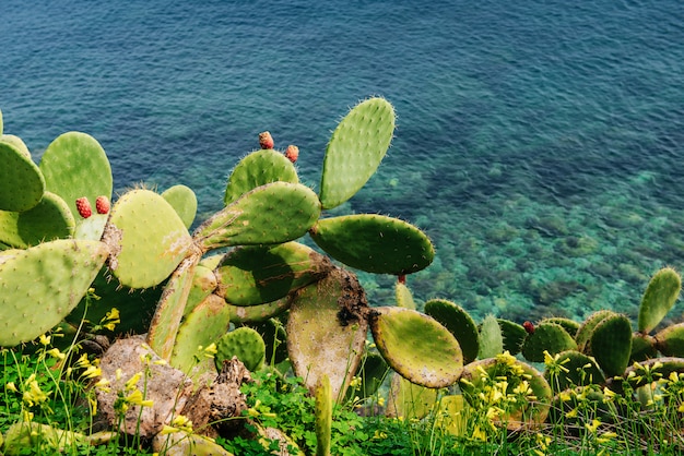 Coppie mature Cactus e frutta pungenti contro acqua