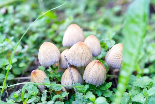 Coprinellus micaceus Coprinus micaceus comunemente noto come funghi selvatici luccicanti Inkcap