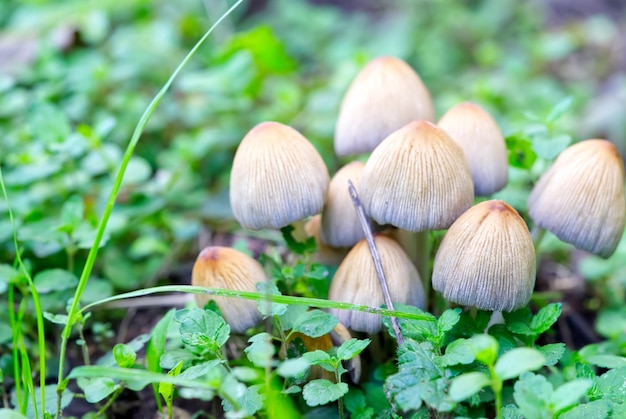 Coprinellus micaceus Coprinus micaceus comunemente noto come funghi selvatici luccicanti Inkcap