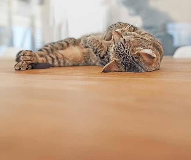 Copyspace con un simpatico gatto che dorme Adorabile gattino soriano domestico che fa un pisolino Comodo animale domestico felino morbido e coccoloso addormentato velocemente mentre si gode un pigro sonnellino pomeridiano Gattino stanco che si rilassa