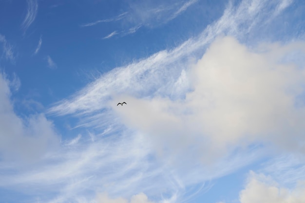 Copyspace di un uccello che vola nel cielo con nuvole bianche dal basso Vista panoramica panoramica di skyscape blu e soffice sfondo cloudscape Clima per clima fresco e fresco in ambiente naturale