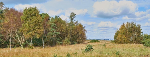 Copyspace e paesaggio panoramico di prati erbosi e alberi forestali con un cielo azzurro nuvoloso Campo e macchia con erba marrone durante l'autunno Vista di prati remoti nella campagna in Svezia