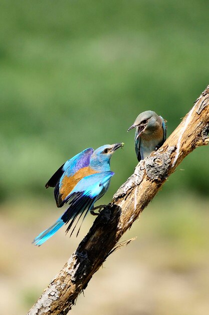 Coracias garrulus - è una specie di uccello a forma di cuore della famiglia dei Coraciidae.