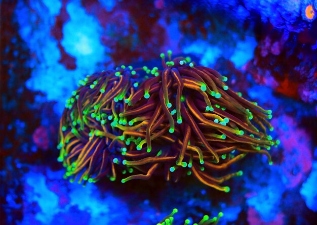 Coral in Motion - Golden Euphyllia Torch LPS coral