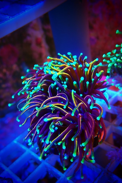 Coral in Motion - Golden Euphyllia Torch LPS coral