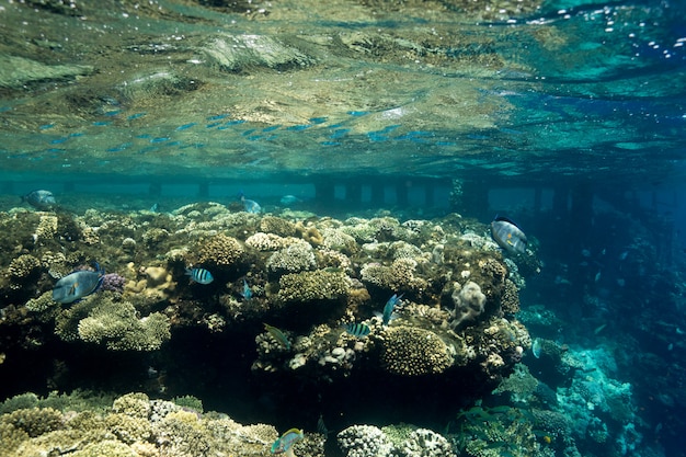 Coral Reef al Mar Rosso, Egitto. Paesaggio sottomarino con pesci e scogliere.