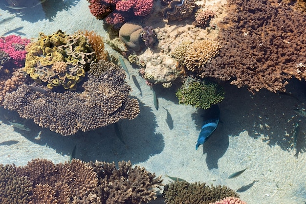 Coralli colorati e pesciolini a Eilat