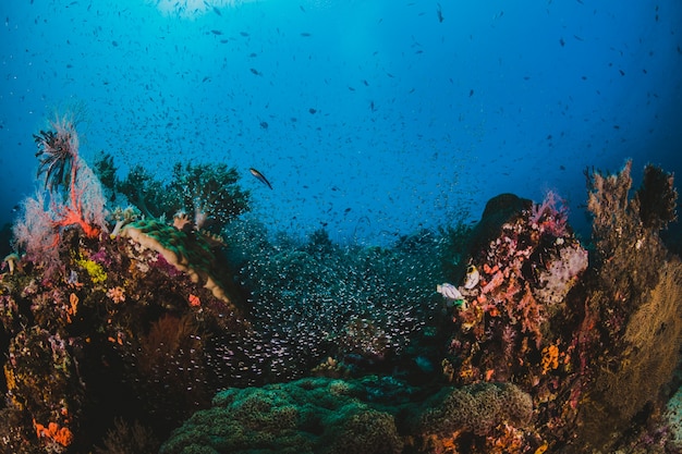 Coralli e pesci in Indonesia