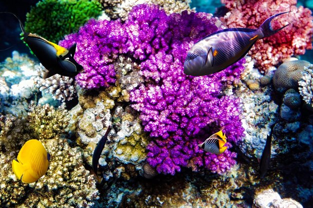 Coralli e pesci nel Mar Rosso Egitto Africa