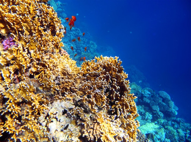 Coralli e pesci nel Mar Rosso