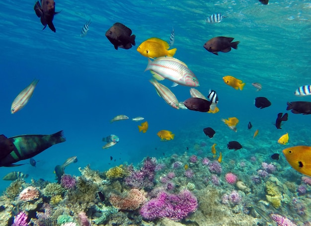 Coralli e pesci nel Mar Rosso