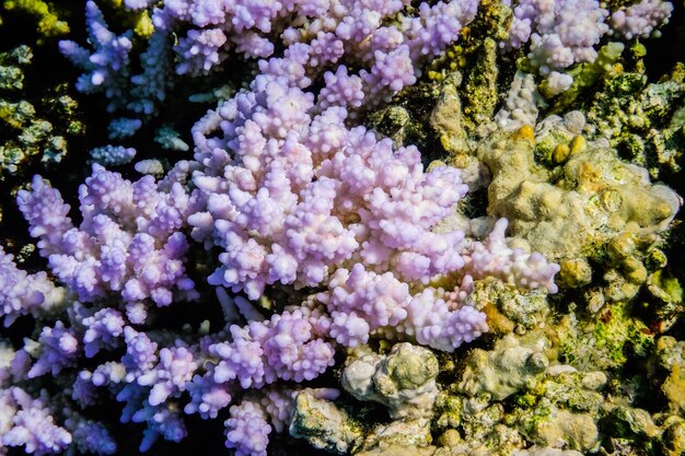 coralli lilac sulla cima di una macro barriera corallina