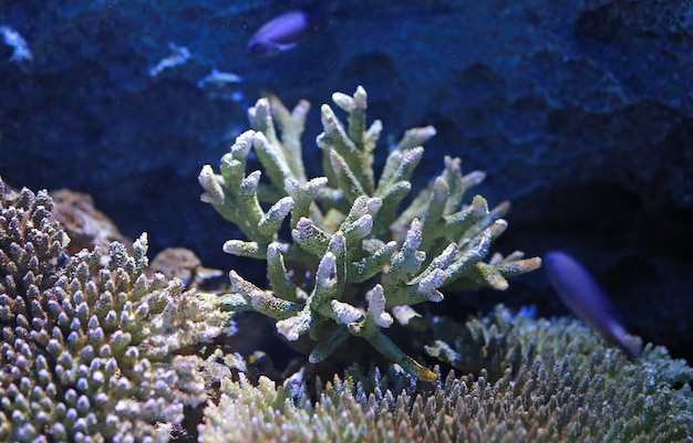 Coralli nel serbatoio dell&#39;acquario