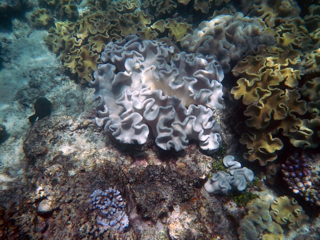 Coralli sott'acqua durante lo snorkeling sulla Grande barriera corallina, in Australia