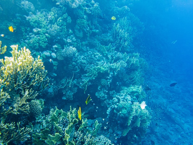 Coralli sott'acqua. egitto vita sottomarina del mar rosso.