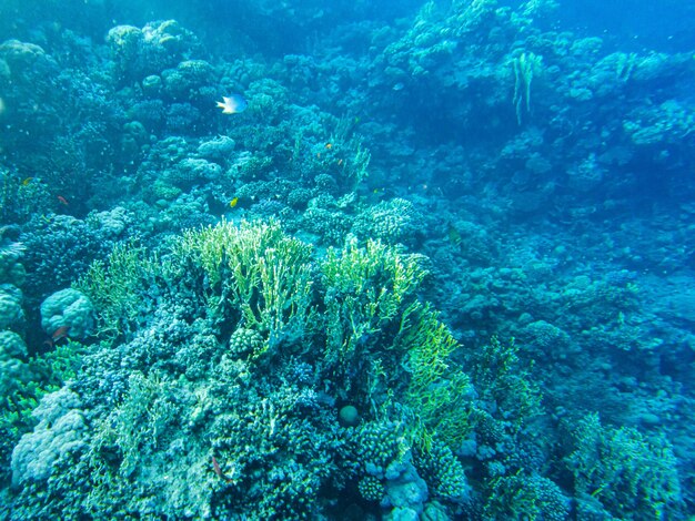 Coralli sott'acqua. egitto vita sottomarina del mar rosso.