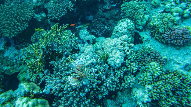 Coralli sott'acqua. egitto vita sottomarina del mar rosso.