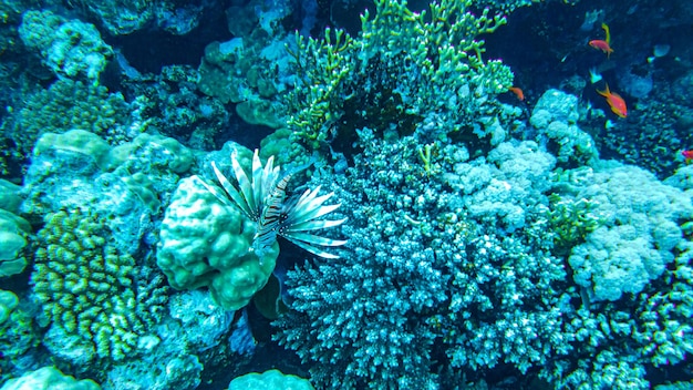 Coralli sott'acqua. egitto vita sottomarina del mar rosso.