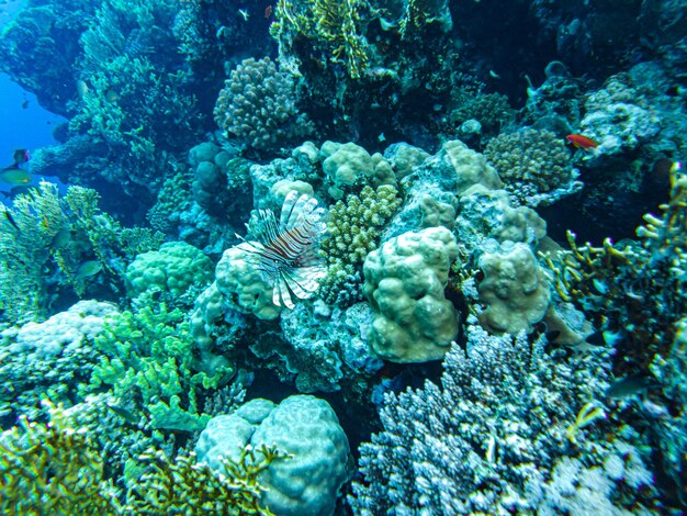 Coralli sott'acqua. egitto vita sottomarina del mar rosso.