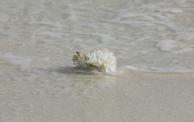 corallo bianco su sabbia bianca su un'isola tropicale