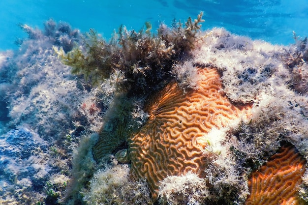 Corallo cerebrale in fondo al mare, vita marina