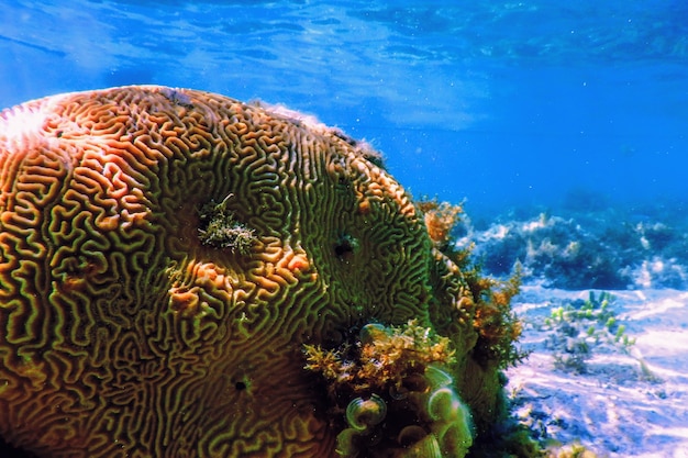 Corallo cerebrale in fondo al mare, vita marina