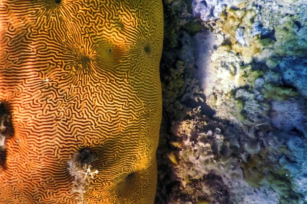 Corallo cerebrale in fondo al mare, vita marina