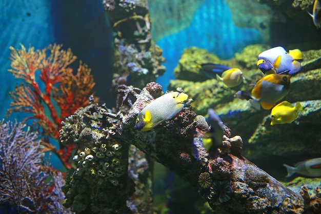 Corallo e pesci nel serbatoio dell&#39;acquario