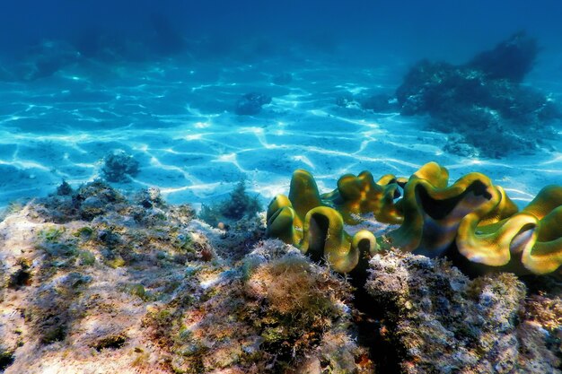 Corallo in pelle di fungo (Sarcophyton glaucum) sott'acqua, vita marina