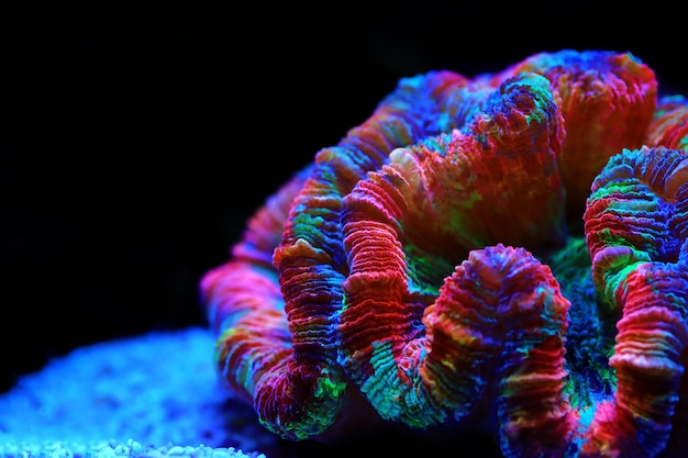 Corallo LPS a cervello aperto color arcobaleno - Wellsophyllia radiata