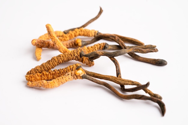 Cordyceps o Ophiocordyceps sinensis è un fungo usato come medicina su sfondo bianco