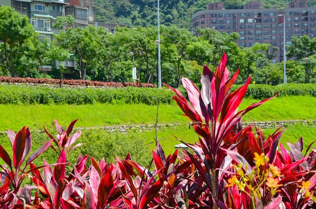 Cordyline fruticosa nel parco