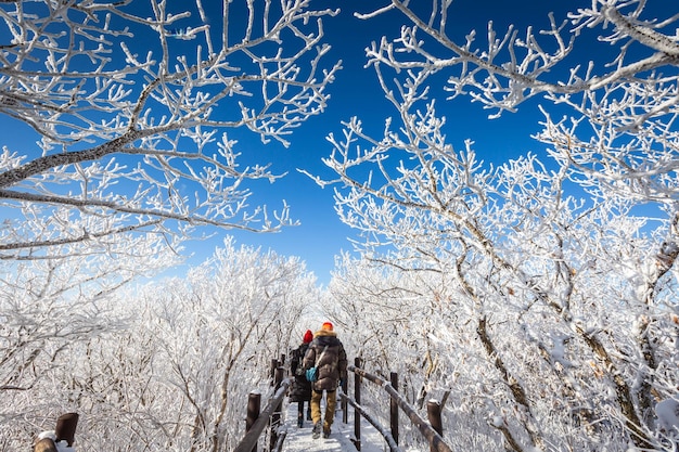 Corea Inverno e turisti in cima alla montagna Deogyusan nel Parco Nazionale di Deogyusan vicino a Muju, Corea del Sud