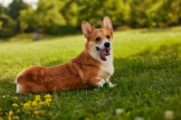 Corgi dog pembroke welsh corgi passeggiate all'aperto nel parco estivo