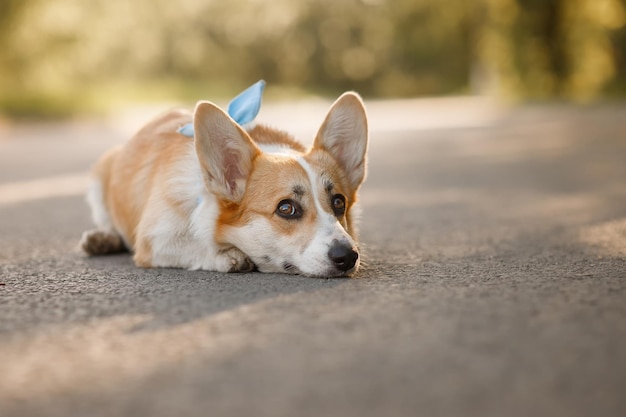 Corgi giace sull'asfalto. Corgi soffre di un caldo soffocante