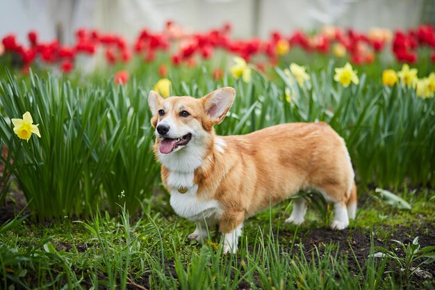 Corgi in fiori primaverili