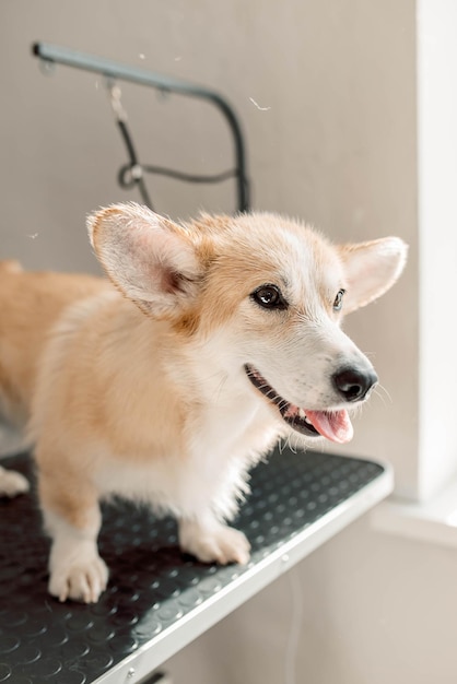 Corgi in piedi su un tavolo di pulizia con la pelliccia bagnata dopo un bagno in attesa di asciugare la pellicca bagnata ha bisogno di cure bagnate