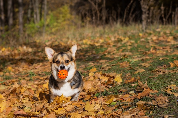 Corgi pembroke cane con palla nella foresta di autunno