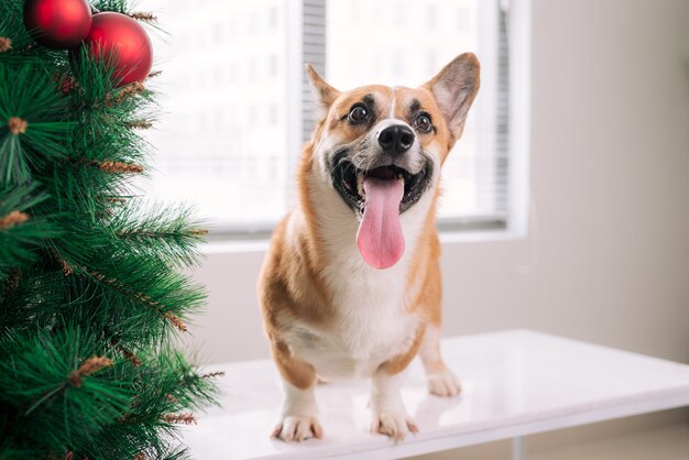 Corgi Pembroke in una casa decorata con un albero di Natale. Buone vacanze e vigilia di Natale