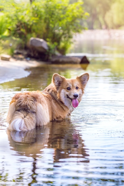 Corgi soffici cammina nell'acqua