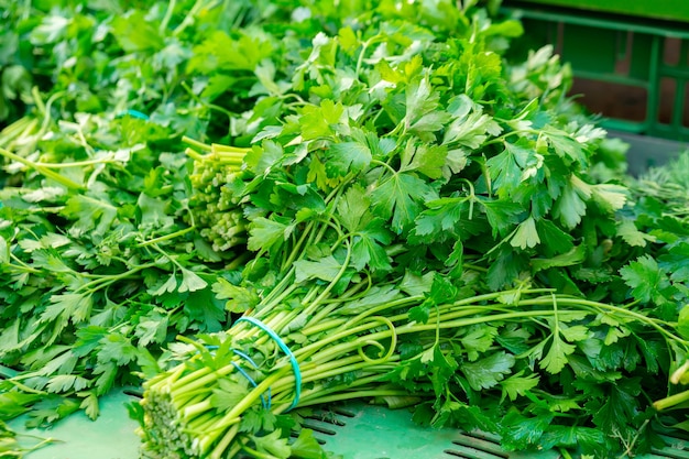 Coriandolo verde fresco nel mercato di strada. Verdura.