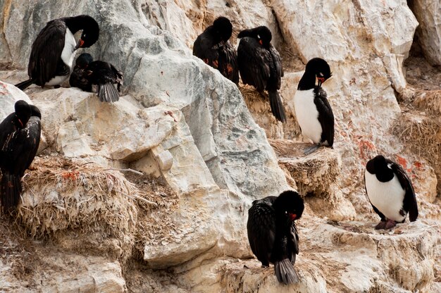 Cormorani selvaggi nella tempesta argentina