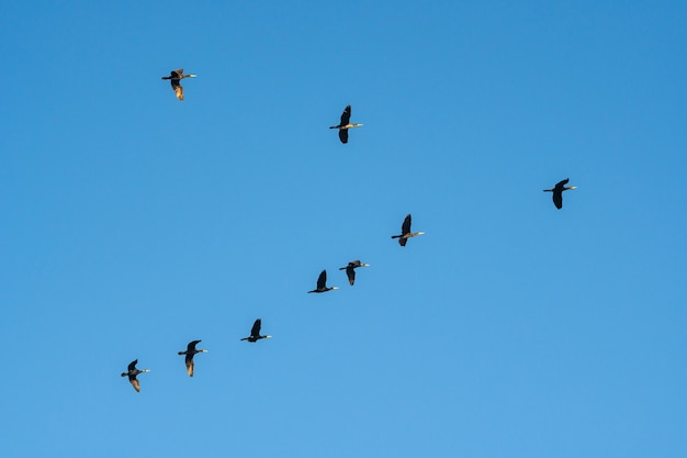 Cormorani volanti contro il cielo blu