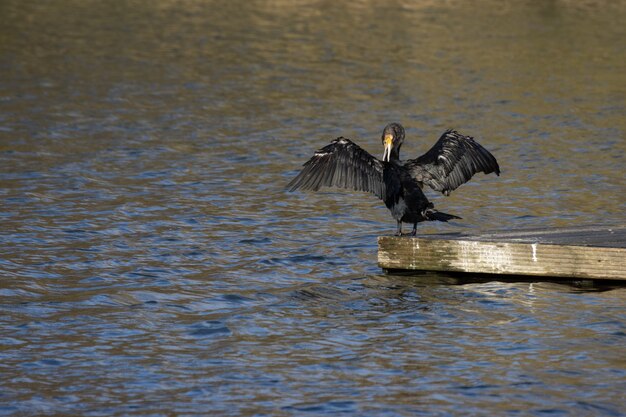 Cormorano ad ali aperte a Cripplegate Lake