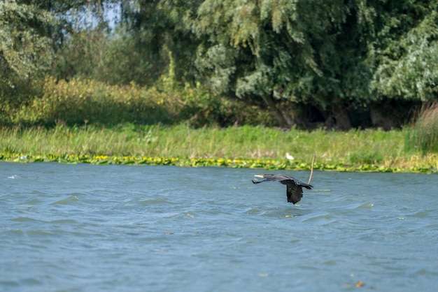 Cormorano che vola lungo il Delta del Danubio